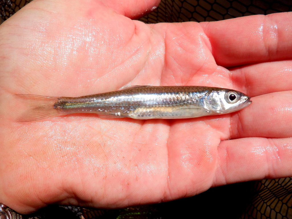 Silver Shiner from Union County, OH, USA on June 24, 2021 at 11:32 AM ...