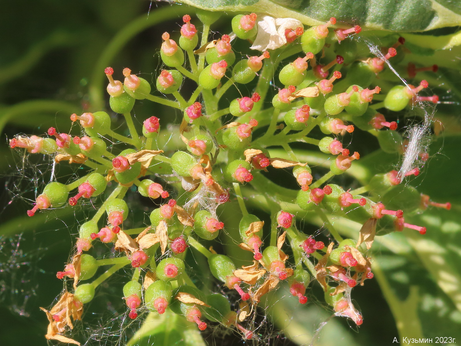 Свидина белая (Swida alba) (Cornus alba)