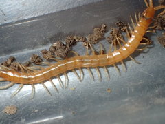 Scolopocryptops gracilis