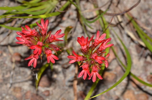 Anthotium rubriflorum