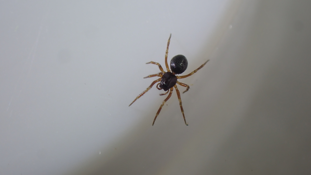 Troxochrus scabriculus