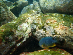 Plectroglyphidodon gascoynei