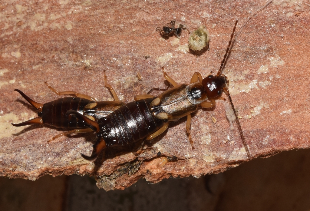 Forficula mediterranea