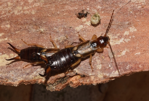 Forficula mediterranea