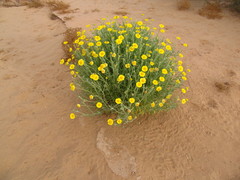 Baileya pleniradiata