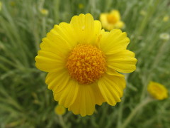 Baileya pleniradiata