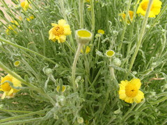 Baileya pleniradiata