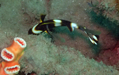 Plectorhinchus vittatus
