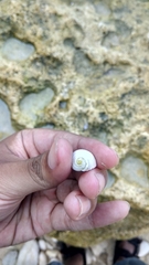Nerita plicata