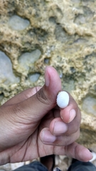 Nerita plicata