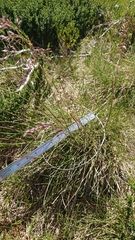 Poa hothamensis