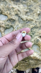 Nerita plicata