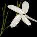 Diaspasis filifolia - Photo (c) Kevin Thiele,  זכויות יוצרים חלקיות (CC BY)