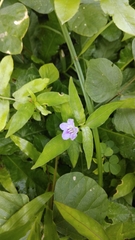 Ruellia repens