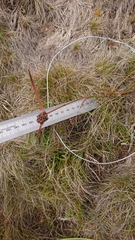 Luzula modesta