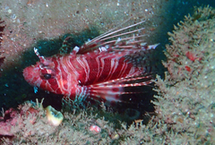 Pterois mombasae