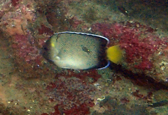 Apolemichthys xanthurus