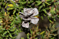 Orites revolutus