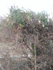 Araujia sericifera