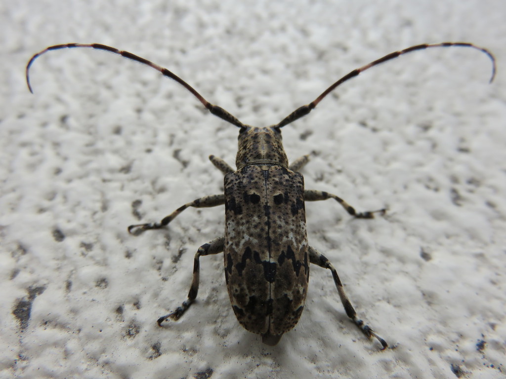 Elongate White-marmorated Longicorn Beetle