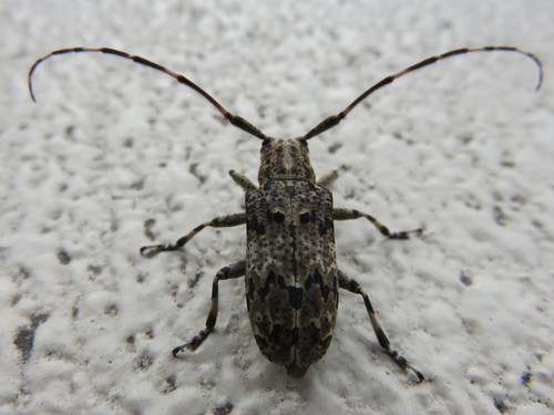 Mesosa longipennis Bates, 1873