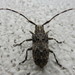 Elongate White-marmorated Longicorn Beetle - Photo (c) Se Lena, some rights reserved (CC BY), uploaded by Se Lena