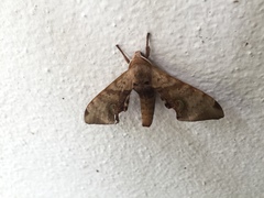 Daphnusa ocellaris