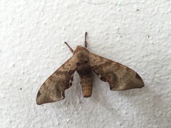 Daphnusa ocellaris