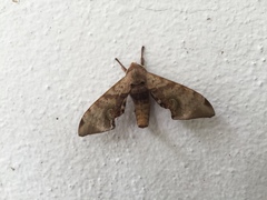 Daphnusa ocellaris