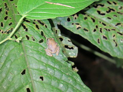 Pristimantis luteolateralis