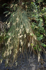 Poa astonii