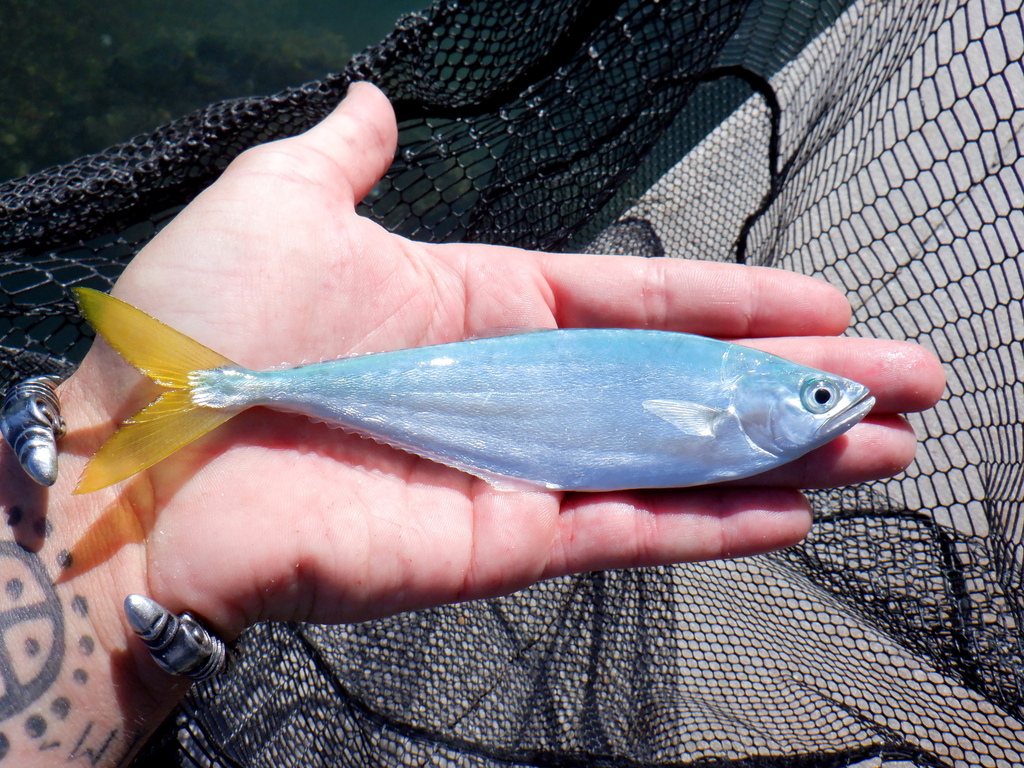Leatherjacket (Oligoplites saurus) — Carangidae