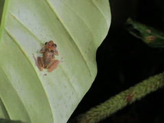 Pristimantis luteolateralis