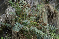 Anisotome lyallii