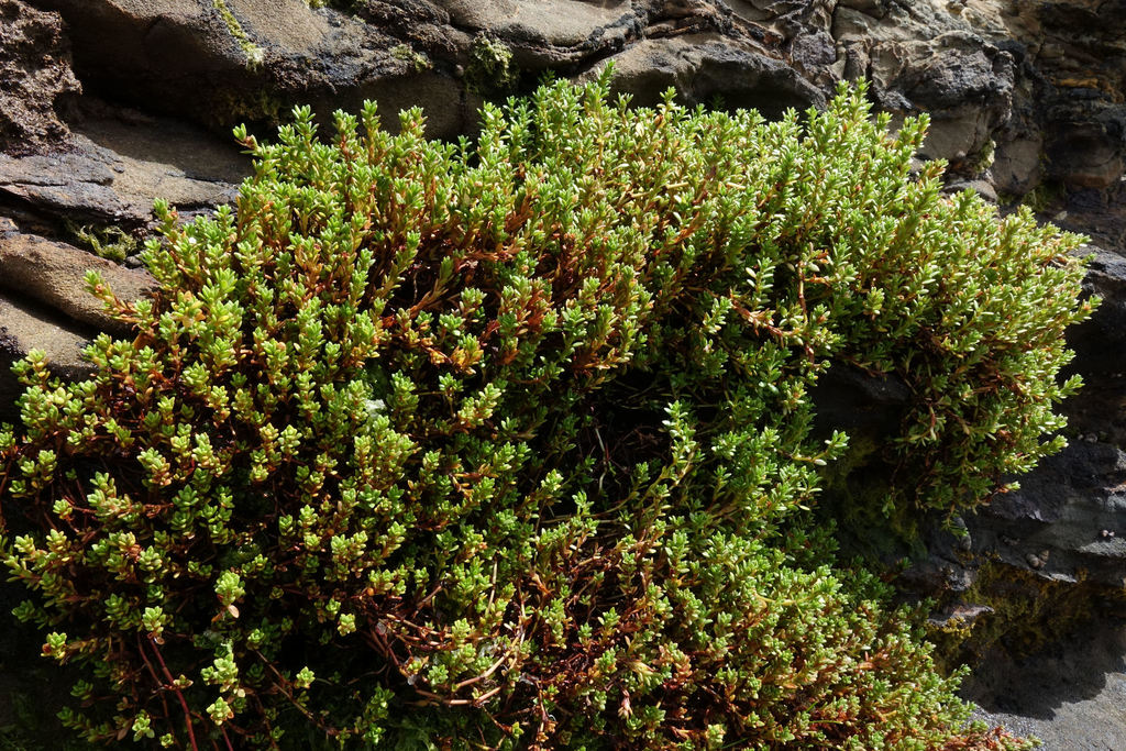 Crassula moschata 2