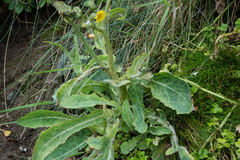 Sonchus kirkii