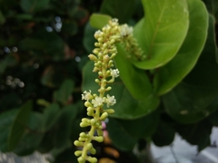 Coccoloba uvifera
