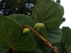 Coccoloba uvifera