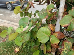 Coccoloba uvifera
