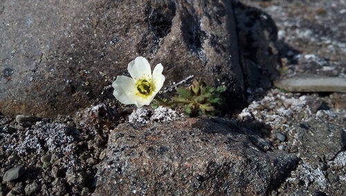 Oreomecon dahliana (Oreomecon dahliana)