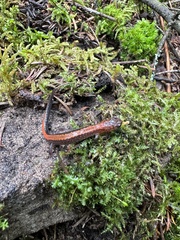Plethodon cinereus image