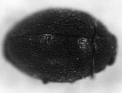 Stethorus histrio