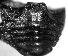 Stethorus histrio
