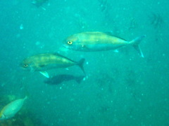 Seriola hippos