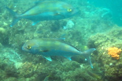 Seriola hippos