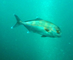 Seriola hippos