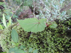 Begonia sutherlandii