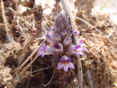 Aphyllon cooperi