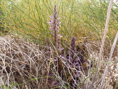 Aphyllon cooperi