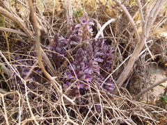 Aphyllon cooperi